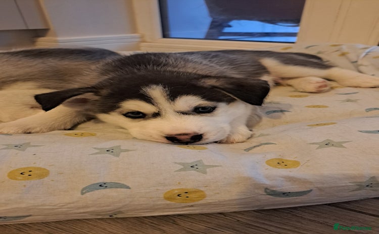 Siberian Husky dogs - Advert 4