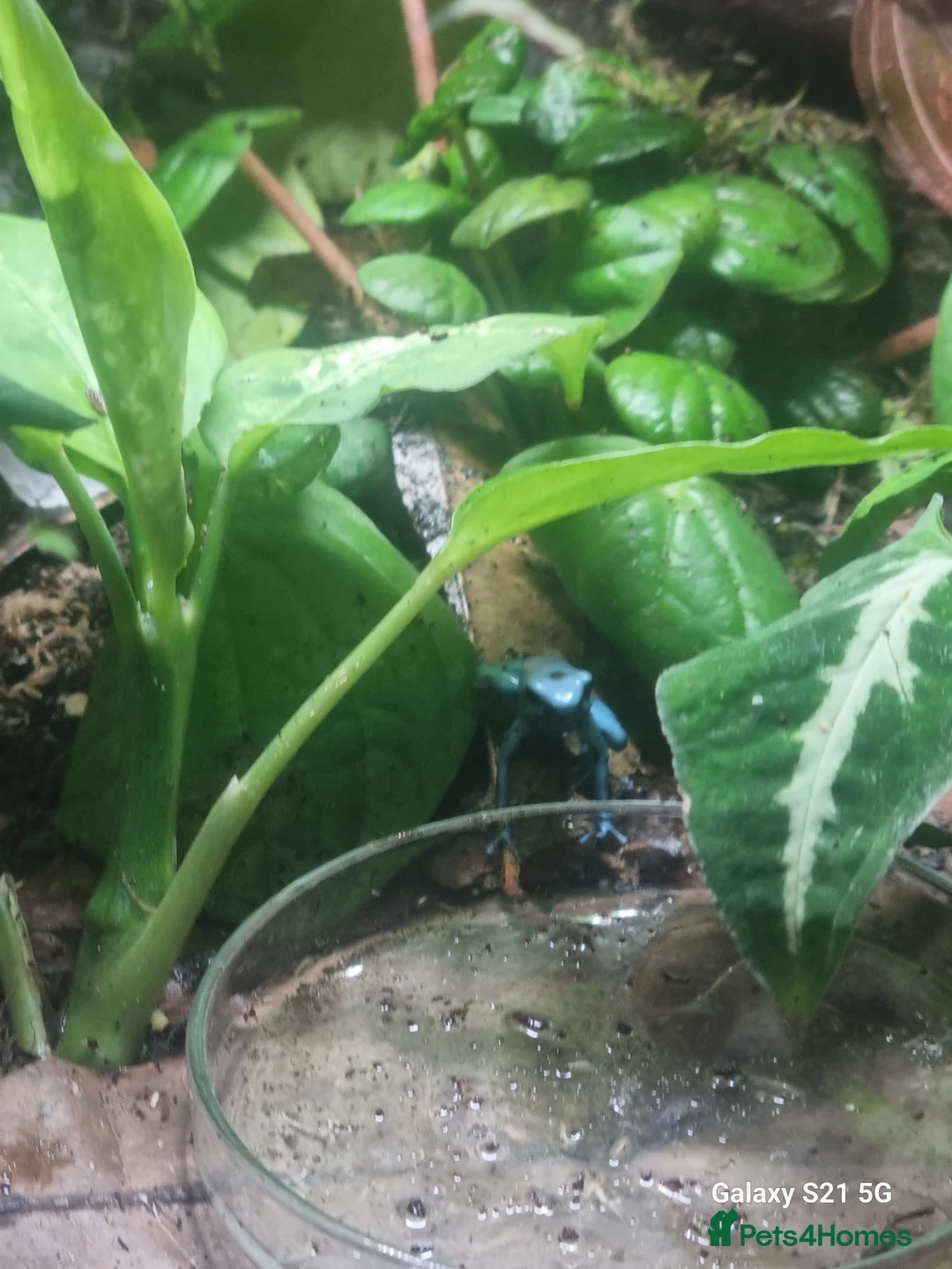Frog reptiles for sale: Auratus microspot poison dartfrogs  in Lowestoft - Advert 5