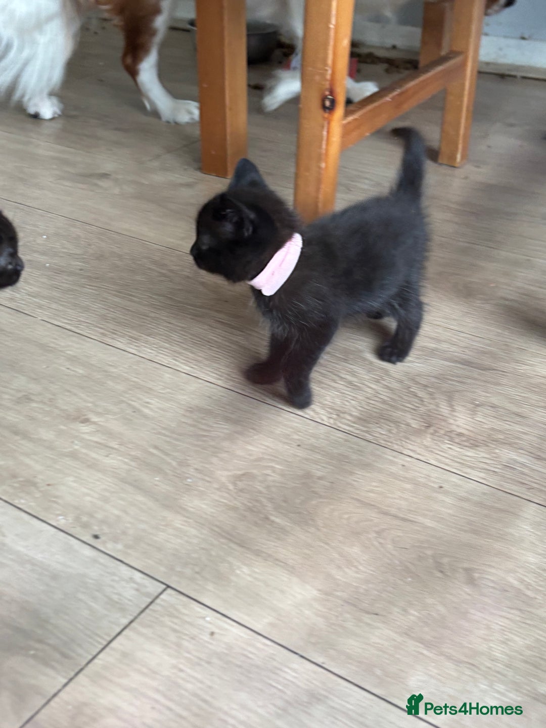 Ragdoll cats for sale: Beautiful ragdoll kittens - Image 7