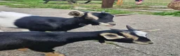 Goats livestock for sale: Pigmy goats female - Advert 3