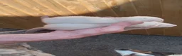 Ferret rodents for sale: Ferrets - Advert 2