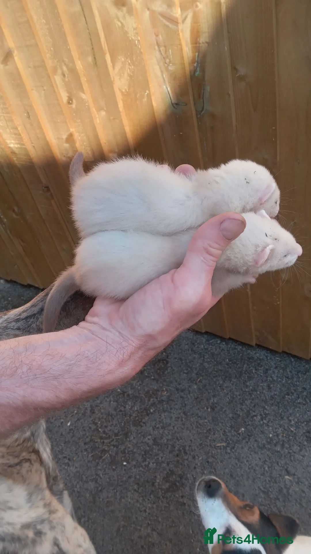 Ferret rodents for sale: Ferrets - Advert 2