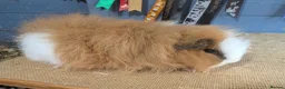 Guinea Pig rodents for sale: Swiss & funky baby boars  - Advert 3