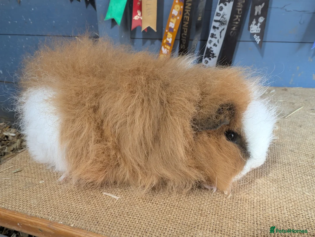Guinea Pig rodents for sale: Swiss & funky baby boars  - Advert 3
