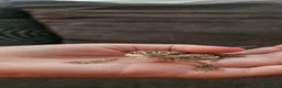 Bearded Dragon reptiles for sale: Baby bearded dragons citrus cross - Advert 11