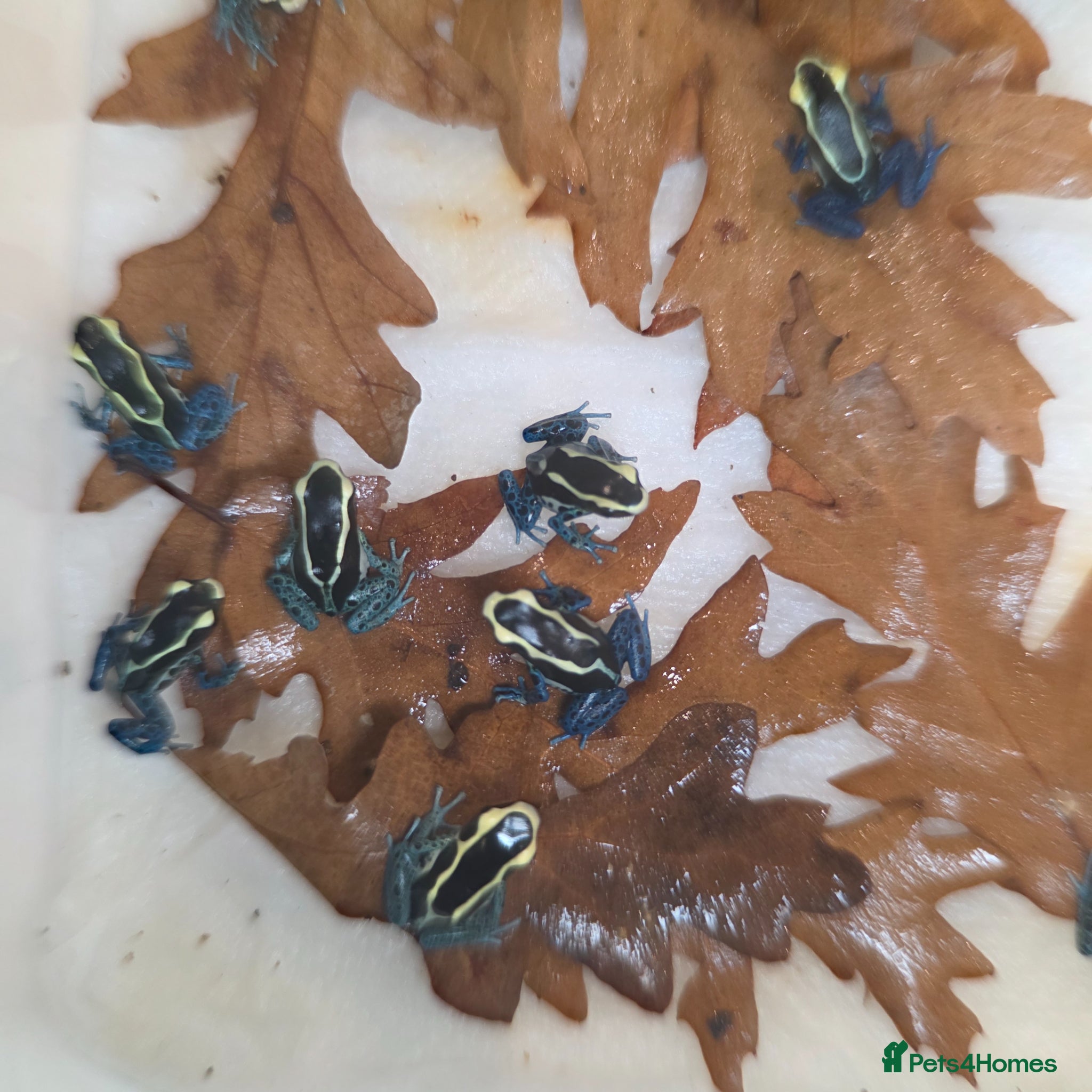 Frog reptiles Dendrobates tinctorius ‘Powder Blue’ Dart Frogs  - Advert 2