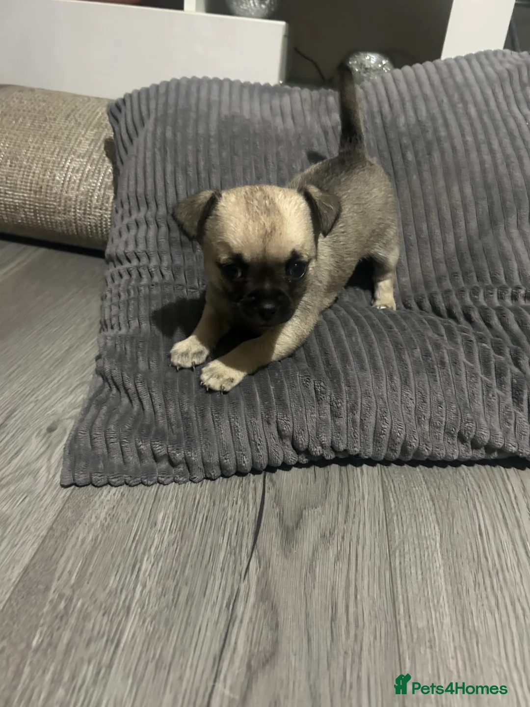 Chihuahua dogs for sale: Full pedigree Chihuahua puppies - Advert 6