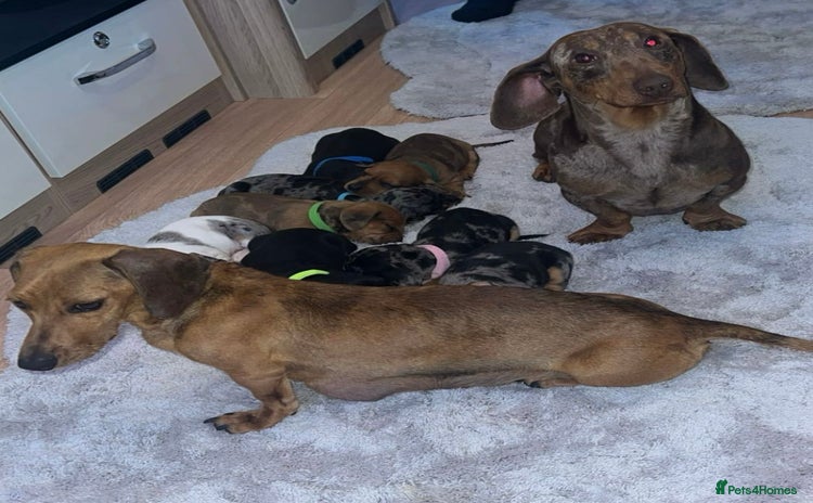 Dachshund dogs - Advert 11