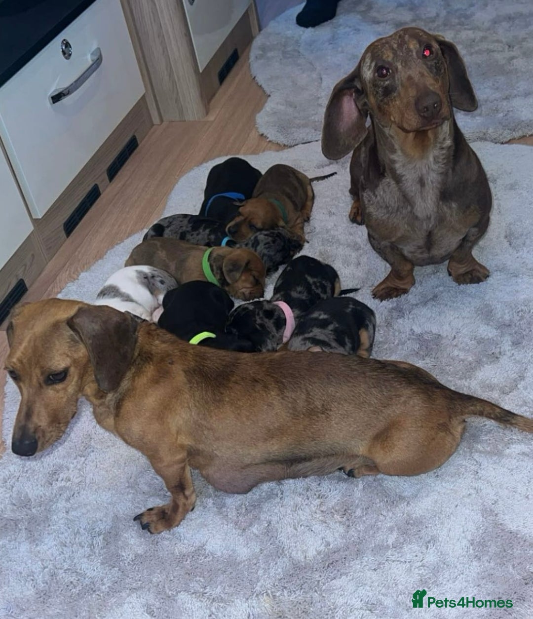 Dachshund dogs for sale: Adorable dachshund puppies ready for loving homes - Image 1