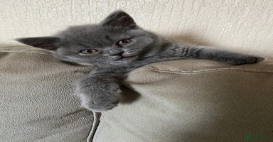British Shorthair cats - Advert 4
