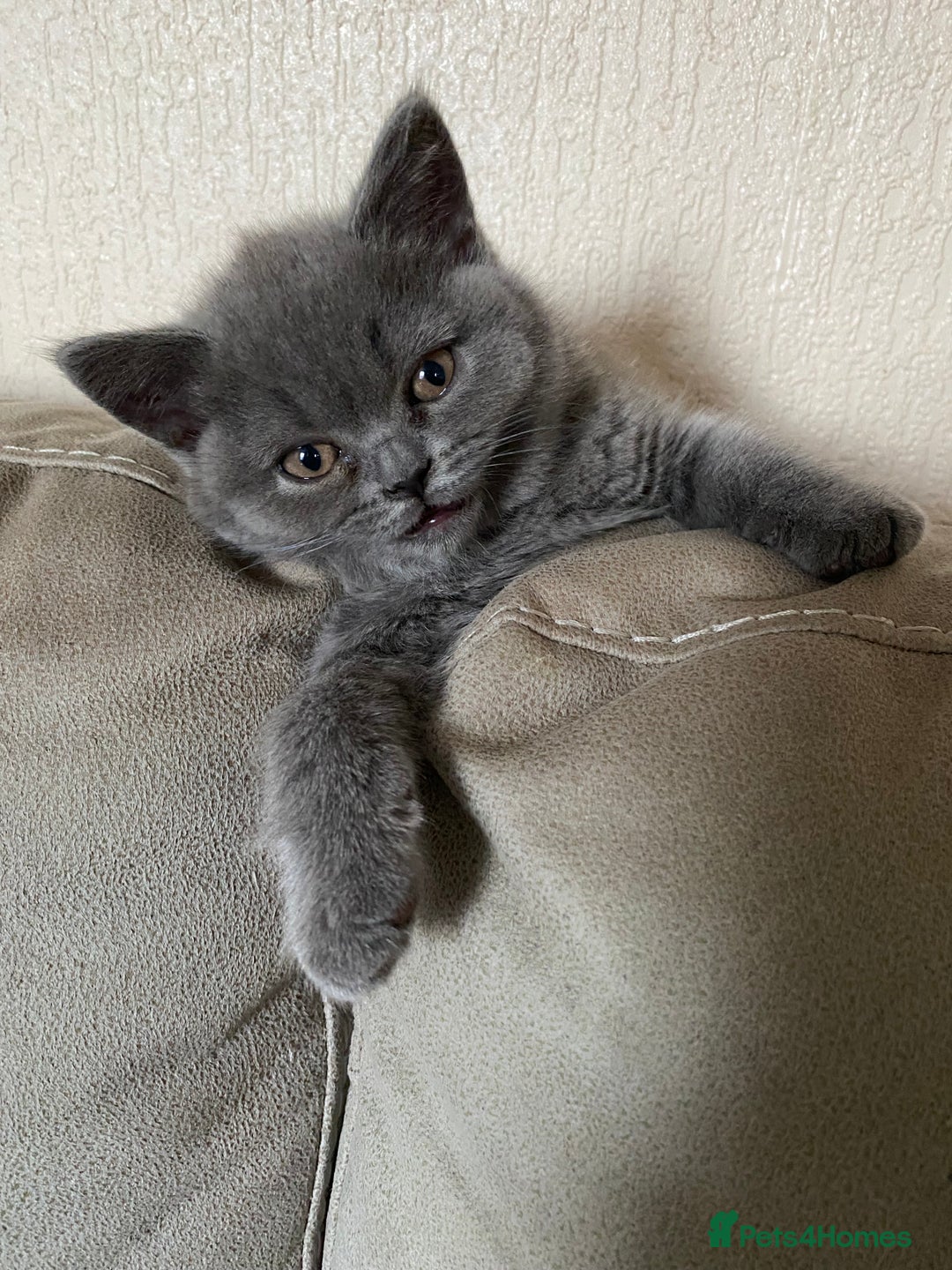 British Shorthair cats for sale: ❤️GCCF❤️ONE GIRL LEFT❤️READY❤️ BRITISH SHORTHAIR❤️ - Image 5