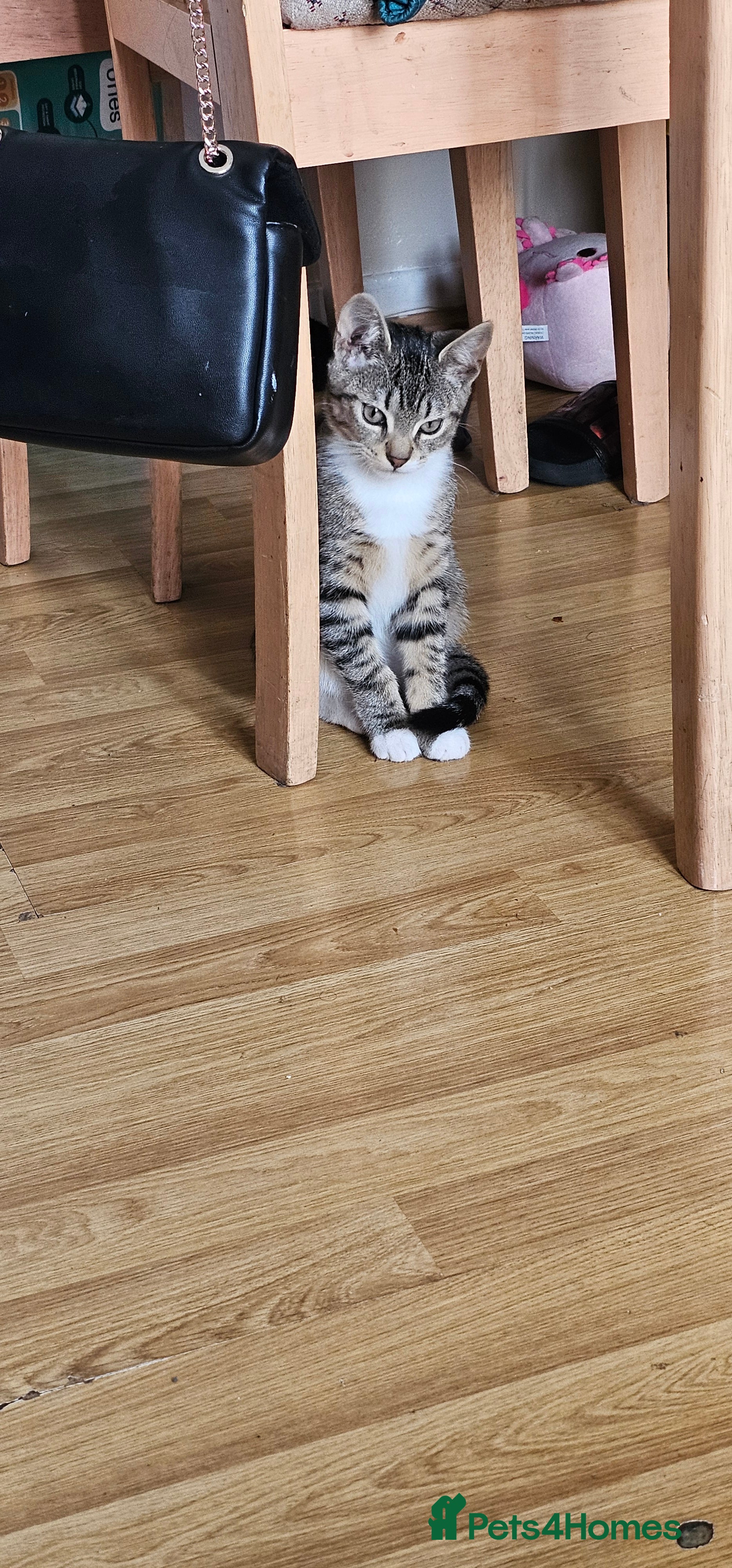 Mixed Breed cats Tabby cat ready to leave  - Advert 1