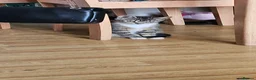 Mixed Breed cats for sale: Tabby cat ready to leave  - Advert 4