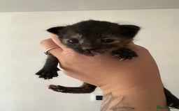 Domestic Shorthair cats for sale: 🐾 Kitten Ready for Forever Home 🐾 - Image 3