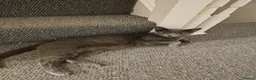 Russian Blue cats for sale: Russian Blue Male Kittens Ready Now in Rochester - Advert 3
