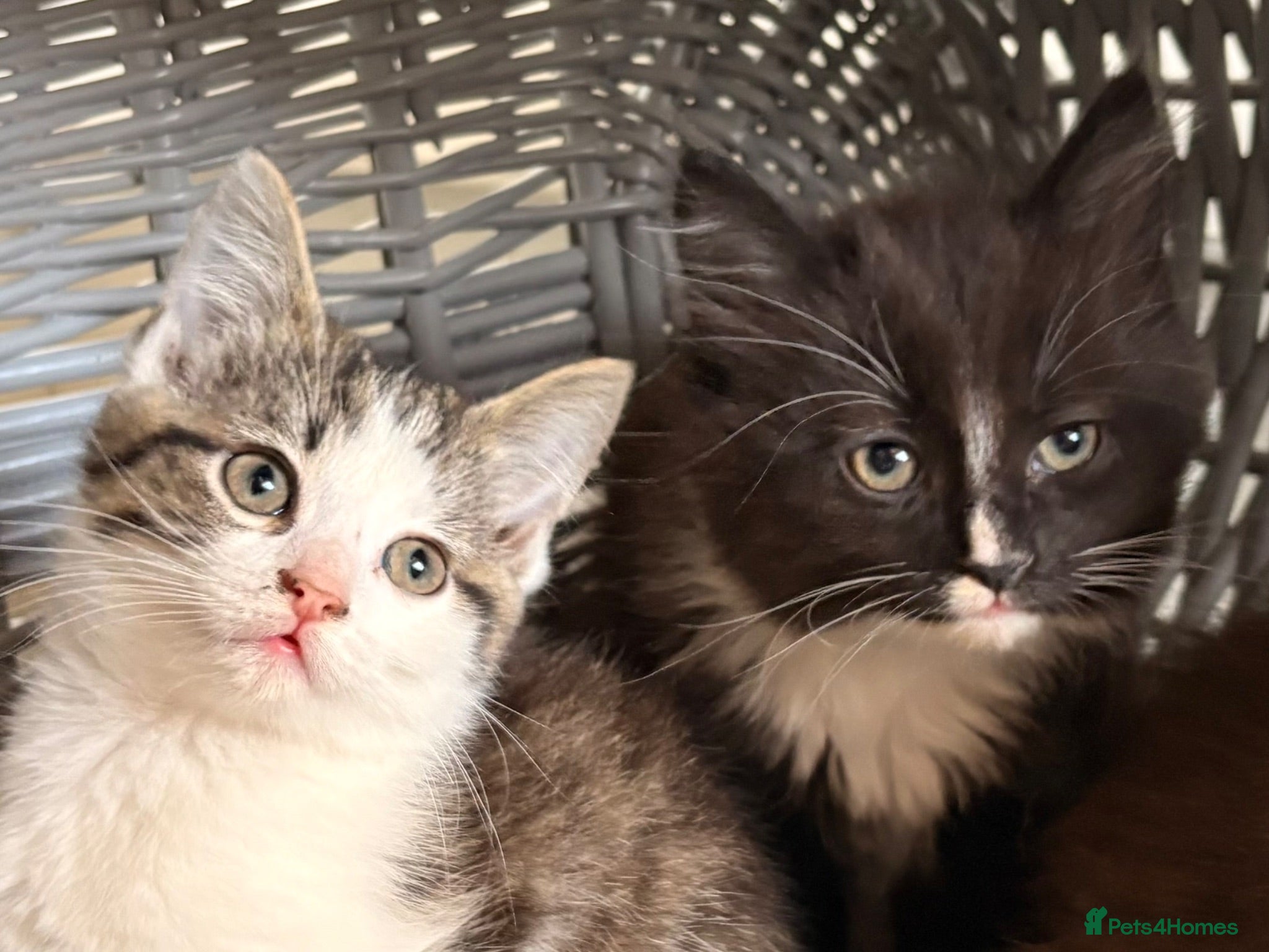 Maine Coon cats REDUCED Maine Coon Cross Kittens - Advert 16