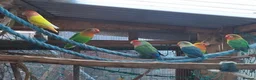 Lovebirds birds for sale: LOVE BIRDS MIXED GROUP - Advert 3