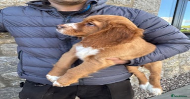 Cocker Spaniel dogs - Advert 13