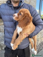 Cocker Spaniel dogs - Advert 13