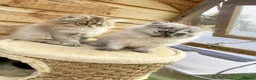 Persian cats for sale: BEAUTIFUL DOLL FACE FULL PERSIAN LONG HAIR KITTEN - Advert 6