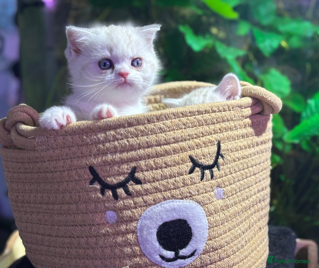 Scottish Fold cats for sale: TICA Full Pedigree kitten available  - Image 14