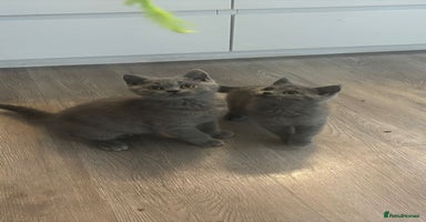 British Shorthair cats - Advert 1