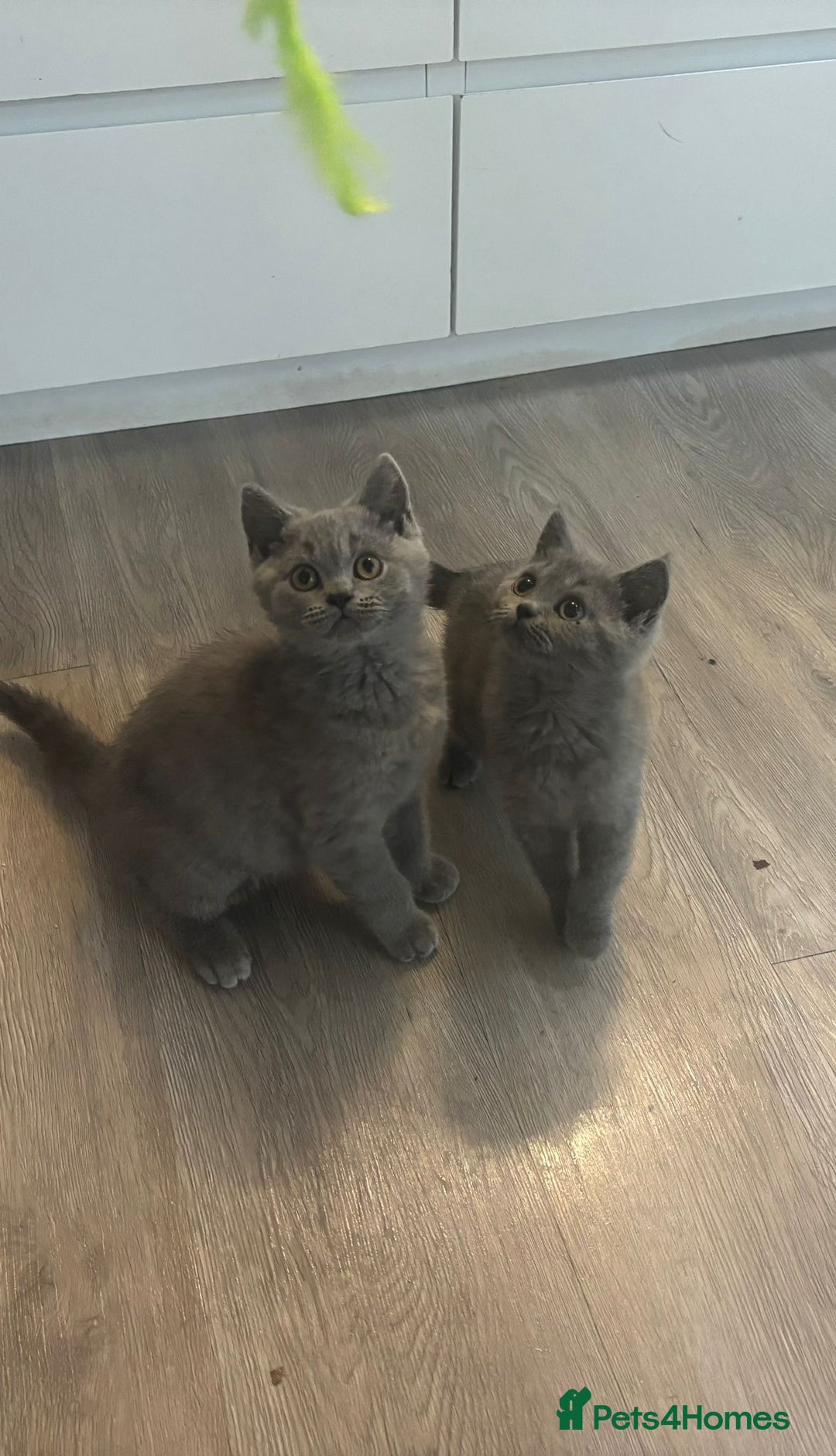 British Shorthair cats for sale: BSH Chunky Girl & Boy GCCF Registered  - Image 3