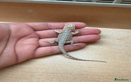 Bearded Dragon reptiles for sale: Bearded Dragon Babies - Image 3