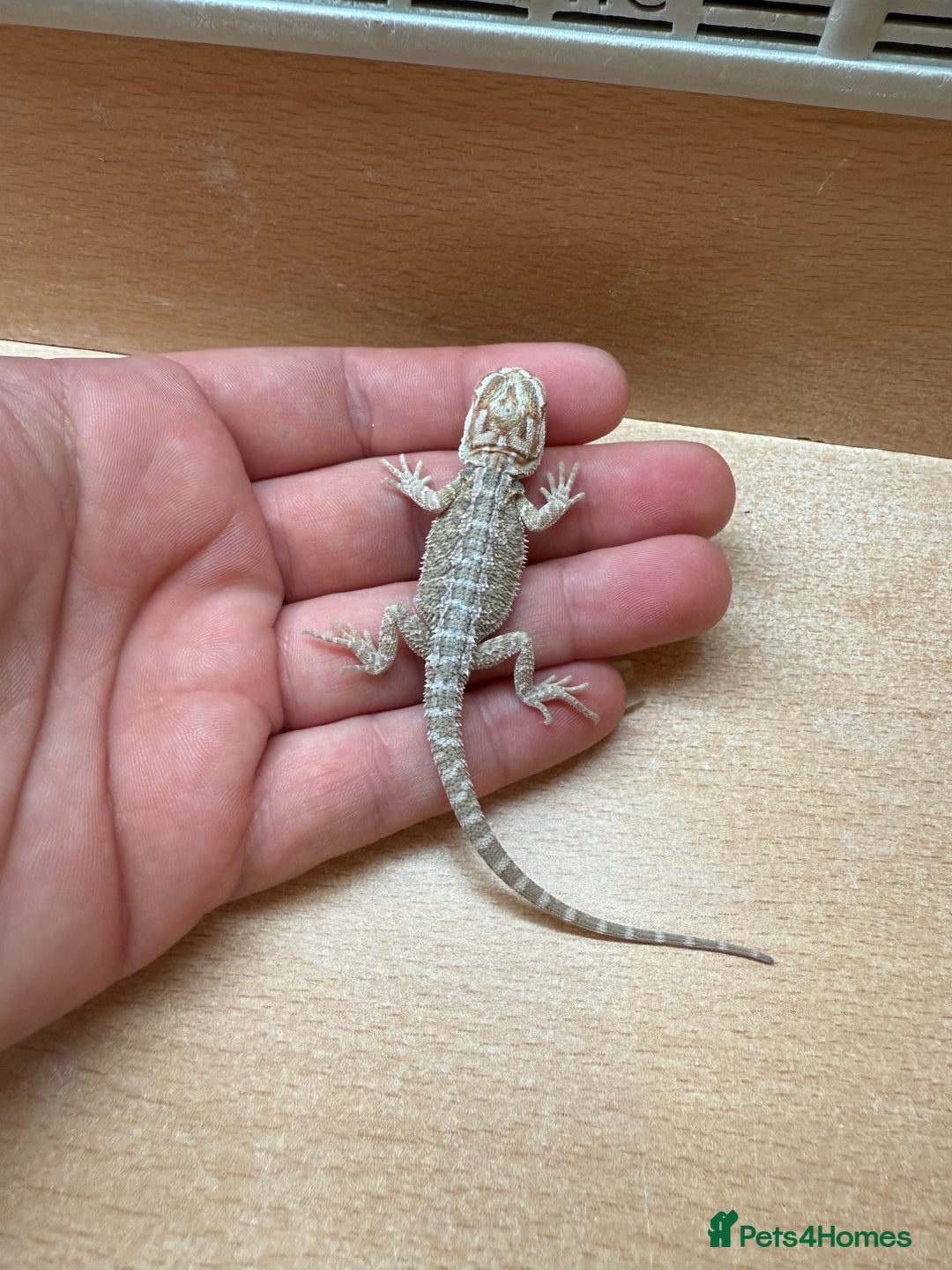 Bearded Dragon reptiles for sale: Bearded Dragon Babies - Image 3