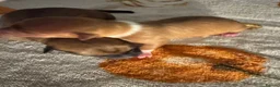 Jack Chi dogs for sale: Jackawawa pups  - Advert 21