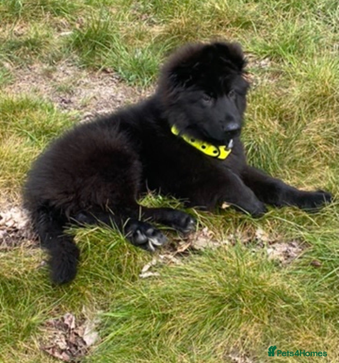 German Shepherd dogs  beautiful longcoat solid black girl available  - Advert 2