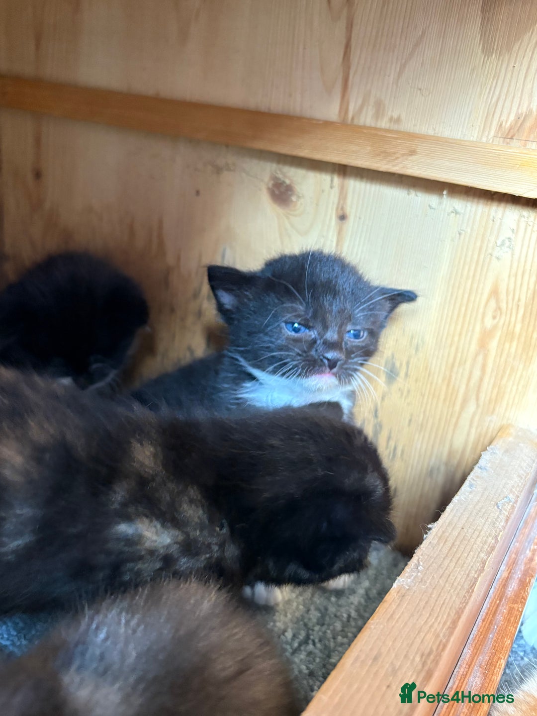 Mixed Breed cats for sale: Maine Coon mix  - Image 4