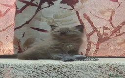 Ragdoll cats for sale: Cute ragdoll🌹🤎 - Image 11