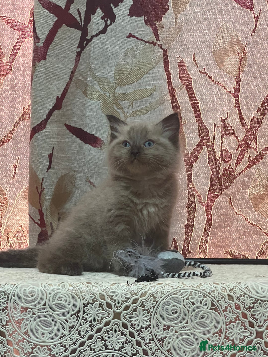 Ragdoll cats for sale: Cute ragdoll🌹🤎 - Image 11