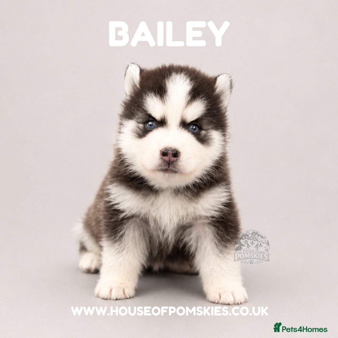 Pomsky dogs F3 Pomsky Puppies - all blue eyed  - Advert 2