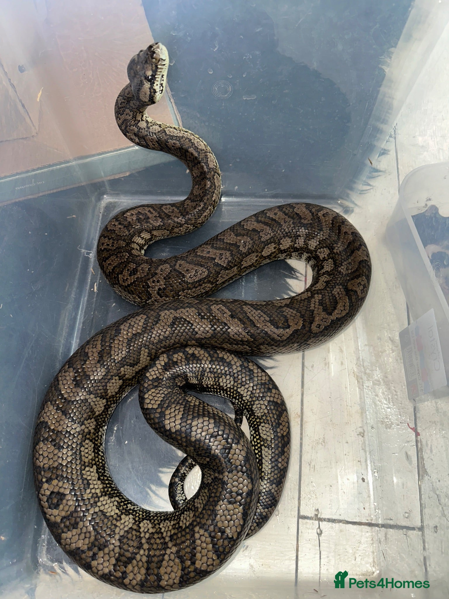 Snake reptiles Coastal X carpet python hybrid - Advert 3