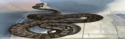 Snake reptiles for sale: Coastal X carpet python hybrid in Lancing - Advert 1