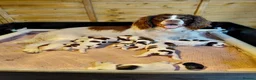 English Springer Spaniel dogs for sale: English springer spaniel pups in Sleaford - Advert 6