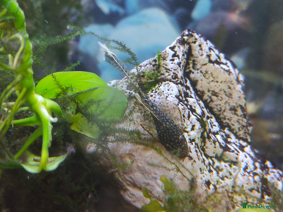 Plecos fish for sale: Longfin and shortfin brown bristlenose plecs  - Image 2