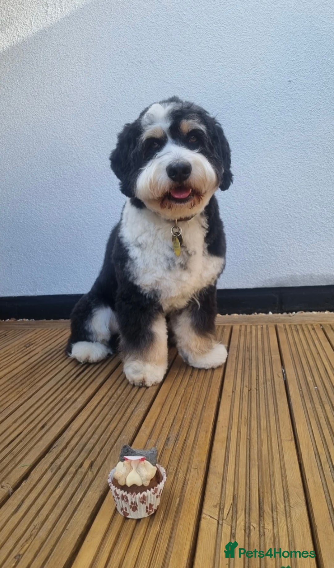 Bernedoodle dogs for sale: Mini Bernedoodle **waiting list** - Image 3