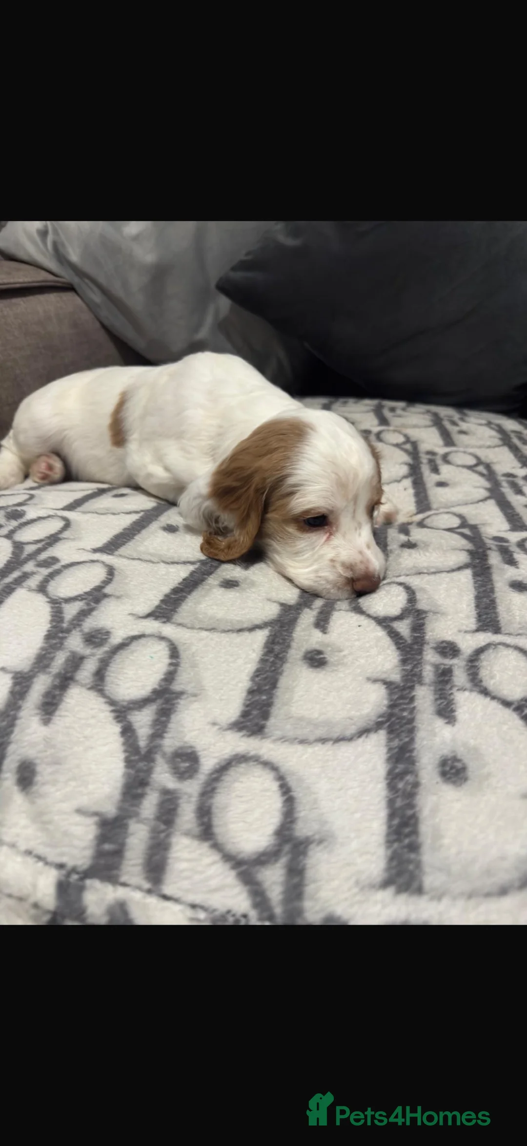 Cocker Spaniel dogs for sale: Working cocker spaniel - Advert 5