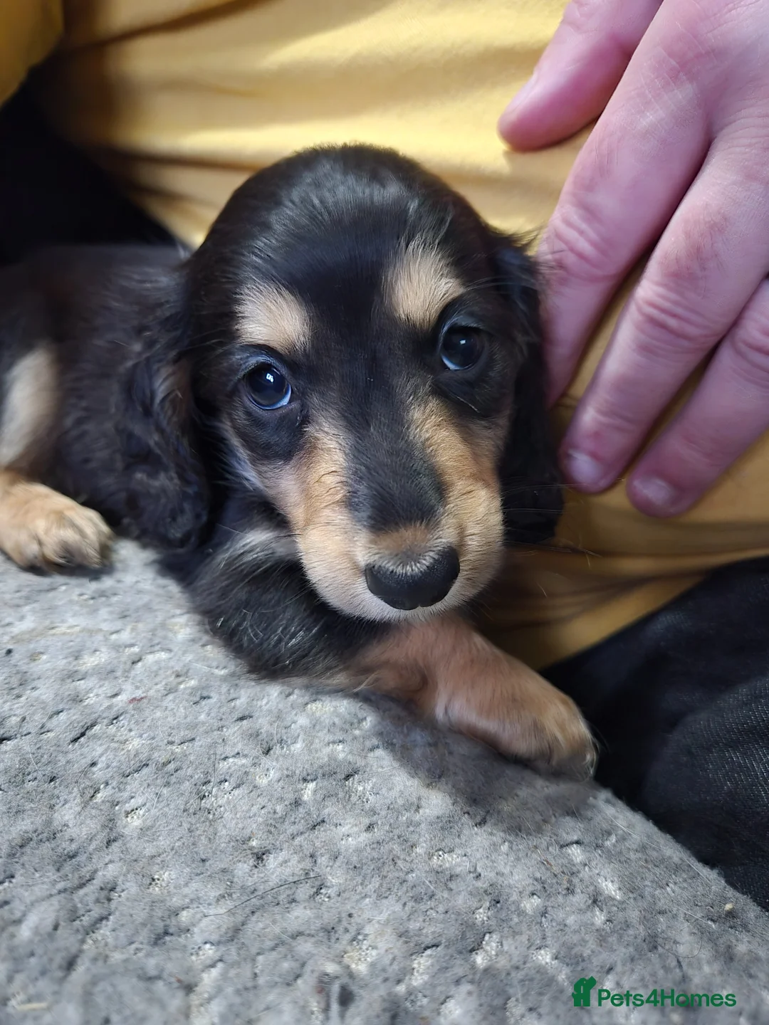 Miniature Dachshund dogs for sale: Miniature dachshund  - Advert 2