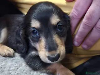 Miniature Dachshund dogs Miniature dachshund - Advert 8