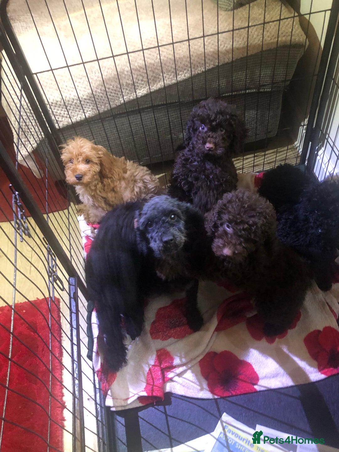 Cockapoo dogs for sale: Cockapoo puppies for sale  - Advert 34