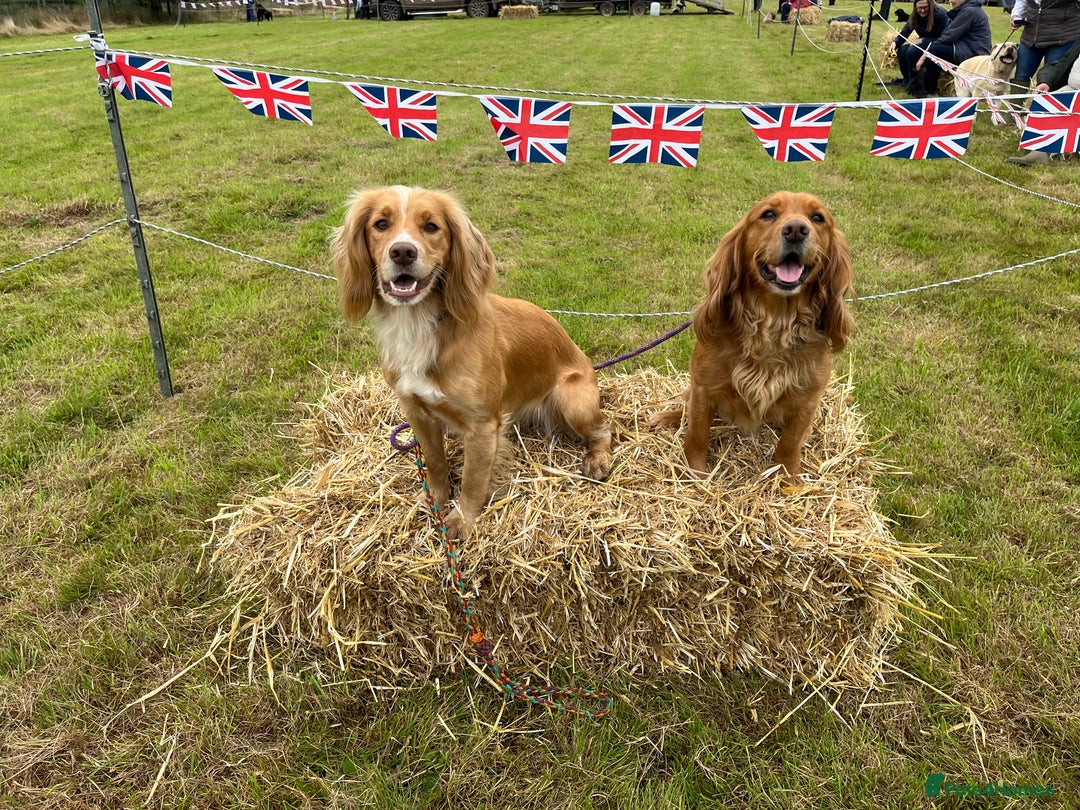 Cocker Spaniel dogs for sale: Stunning golden cocker spaniel puppies  - Image 13