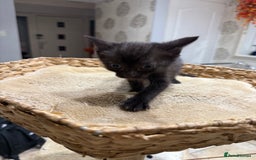 Mixed Breed cats for sale: Beautiful kittens for sale - Image 15