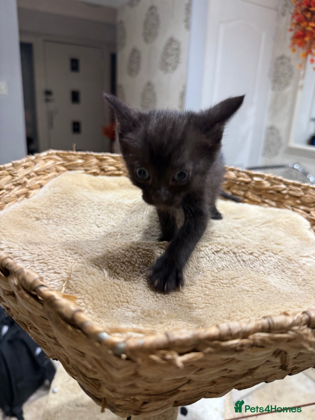 Mixed Breed cats for sale: Beautiful kittens for sale - Image 15