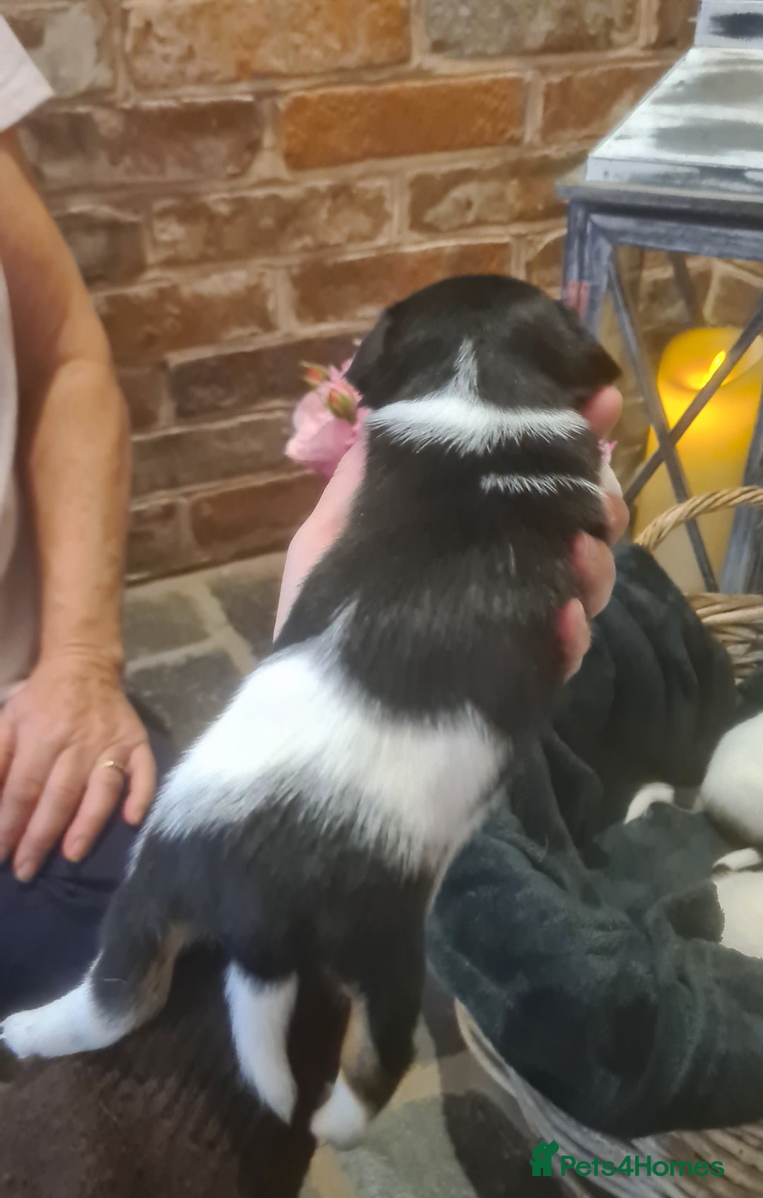 Jack Russell dogs for sale: Lovely Jack russell puppies. - Image 15