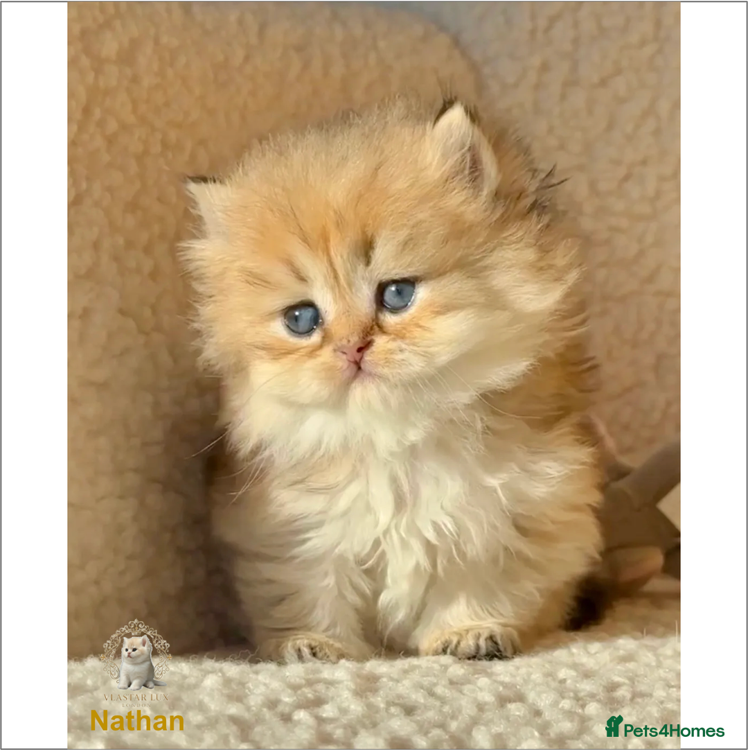 British Longhair cats for sale: Vlastar Lux Nathan BLH Black Golden Ticked Tabby - Advert 4