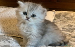 Persian cats for sale: Doll faced Persian kittens - Image 10